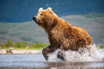 The Kamchatka brown bear, Ursus arctos beringianus catches salmons at Kuril Lake in Kamchatka, running in the water, action picture