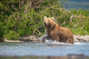 Obraz premium The&nbsp;Kamchatka&nbsp;brown&nbsp;bear, Ursus arctos beringianus catches salmons at Kuril Lake in Kamchatka, running in the water, action picture