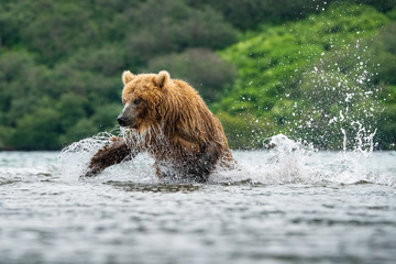 Obraz na płótnie Canvas The Kamchatka brown bear, Ursus arctos beringianus catches salmons at Kuril Lake in Kamchatka, in the water