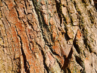 Woody bark background. Image of a tree bark.