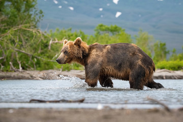 The Kamchatka brown bear, Ursus arctos beringianus catches salmons at Kuril Lake in Kamchatka, running in the water, action picture