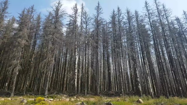 Waldsterben im Harz