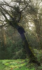 Fototapeta premium sun through gnarly willow