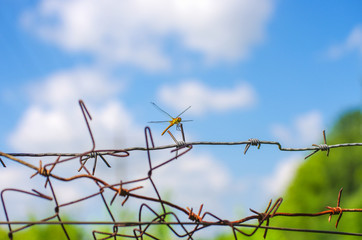 Barbed wire fence against the blue sky