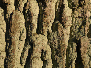 Woody bark background. Image of a tree bark.