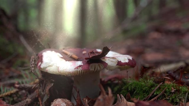 Zooming out motion of amazing russula mushroom growing on fluffy green moss in natural habitat. Magic light shining on colorful spore plant. Mystery of tranquil fairy forest on blurred background