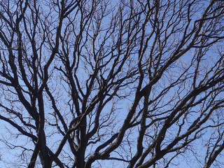 Branches of a tree without leaves on a background of blue sky