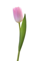 pink tulip flower isolated without shadow clipping path