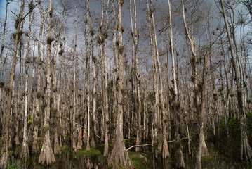 Florida Everglades wildlife, Mangroven, Äste, Dürre und Wasser