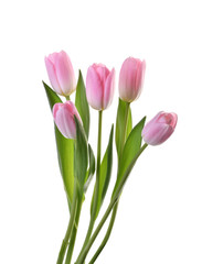 pink tulip flowers isolated without shadow clipping path