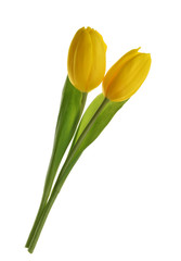 yellow tulip flowers isolated without shadow clipping path