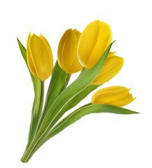 yellow tulip flowers isolated without shadow