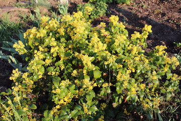 Blossoms decorative bush of mahonia holly.
