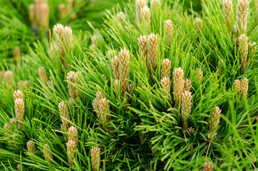 Young pine branches with little cones close-up. Botanical spring background.