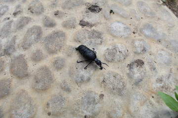 beetle on a stone