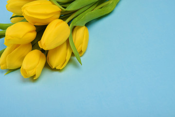 bouquet of yellow tulip flowers on blue background