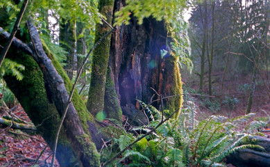 sun flare through tree stump