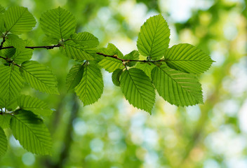 spring green leaves background in sunny day
