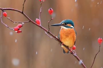 Common kingfisher ( alcedo atthis ) sitting on the branch  in the natural winter and snowy environment 