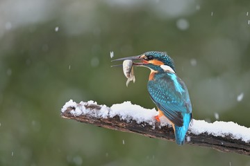 Common kingfisher ( alcedo atthis ) sitting on the branch with catch in the natural winter and snowy environment 
