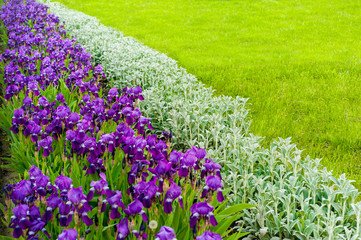 Purple irises in the garden on a spring sunny day.