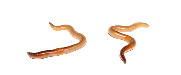 Close up of worm on white background