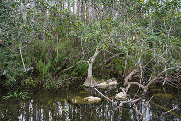 Florida Everglades wildlife, Mangroven, Äste, Dürre und Wasser