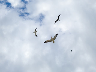 Beautiful show! Two types of seagulls in flight, in cloudy skies, before summer storms, Larus dominicanus, and Frigate magnificens fish and fly before thunderstorms...I