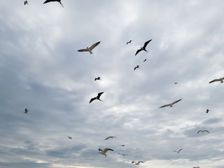 Fototapeta premium Beautiful show! Two types of seagulls in flight, in cloudy skies, before summer storms, Larus dominicanus, and Frigate magnificens fish and fly before thunderstorms...I