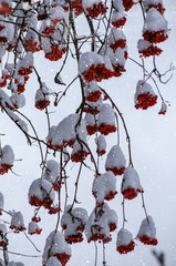 Background with bright red berries of mountain ash under snow