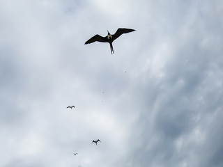 Beautiful show! Two types of seagulls in flight, in cloudy skies, before summer storms, Larus dominicanus, and Frigate magnificens fish and fly before thunderstorms...I