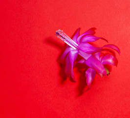 A bud of a purple Schlumberger flower on a contrasting red background with copy space (Christmas flower)