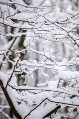 Fototapeta na wymiar Background of snow on the branches of trees
