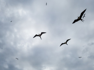Beautiful show! Two types of seagulls in flight, in cloudy skies, before summer storms, Larus...
