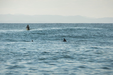 Fototapeta na wymiar A pod of dolphins swimming pass next to a surfer, Sydney Australia