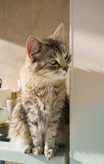 Long haired cat in relax ourdoor, hypoallergenic pet of siberian breed