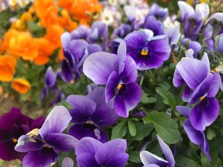 purple flowers in the garden