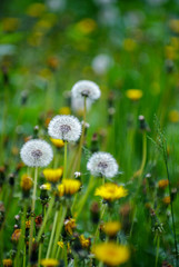 Spring meadow flowers on the summer field of dandelion