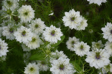 White nigella damascena in bloom
