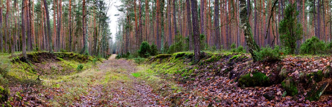 Panoramic view of forest path, autumnal season. Mossy forest with steep slopes at road edges. Poland, Europe.