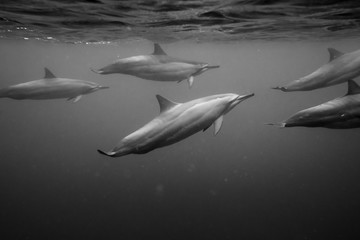 Fototapeta premium Black and white photo of a wild Dolphins, Australia