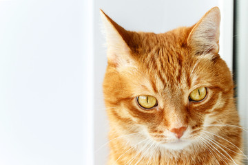 Cute young ginger cat close-up portrait, animal at home