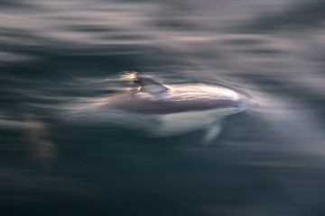 Motion Blur photo of a swimming dolphin, Australia