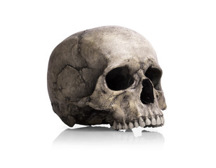 Human skull, isolated on white background