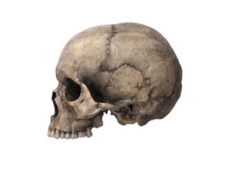 Human skull, isolated on white background