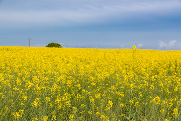 Field of canola with yellow flowers in Brittany during spring