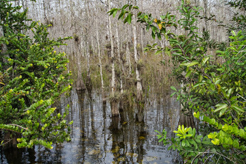 Florida Everglades wildlife, Mangroven, Äste, Dürre und Wasser
