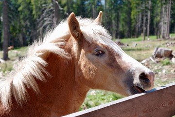 Obraz premium Haflinger