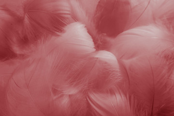 Beautiful abstract colorful white and red feathers on white background and soft white pink feather texture on pink pattern and light red background