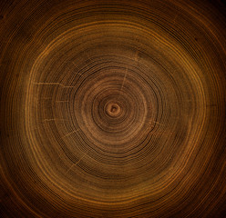 Fototapeta na wymiar Old wooden oak tree cut surface. Detailed warm dark brown and orange tones of a felled tree trunk or stump. Rough organic texture of tree rings with close up of end grain.